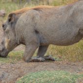  Ngorongoro Crater, TZ